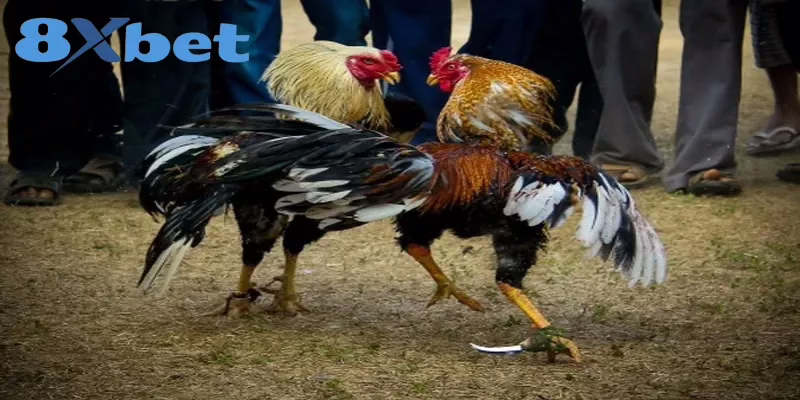 Các bước xem trực tiếp kèo đá gà đơn giản cho người mới